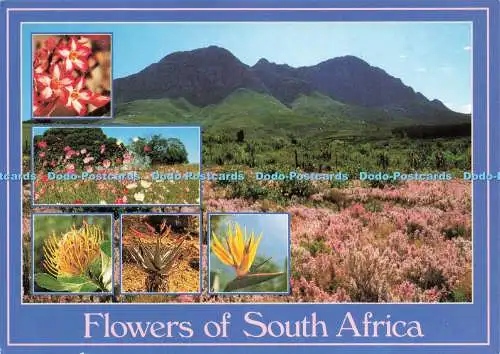 D227929 Flowers of South Africa Flora Art Publishers Ltd Mehrfachansicht