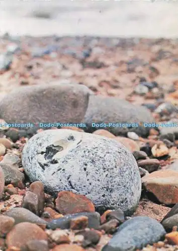 D240623 Norfolk Blakeney Point Pebbles on the Beach National Trust