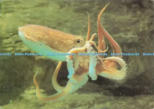 D240048 The Lesser or Northern Octopus Plymouth Aquarium M B A Beric Tempest and