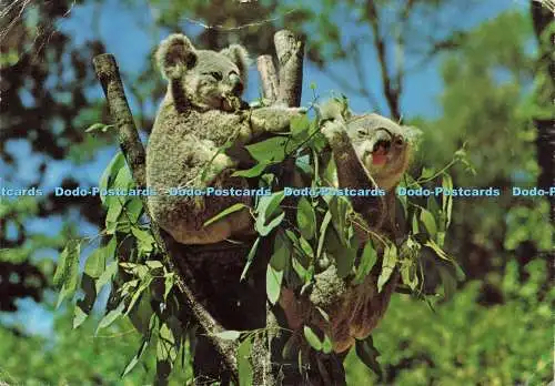 D240177 Queensland Koala am Baum John Engelander und Co 1971