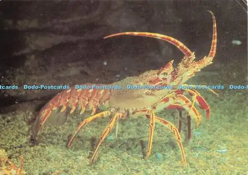 D240257 Die Langusten oder stacheligen Hummer Plymouth Aquarium Beric Tempest and Co Ltd