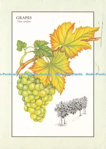 D245707 Grapes The Readers Digest Association 1995