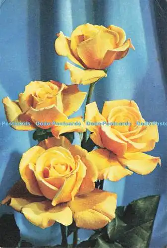 D245732 Rose Dr A J Verhage J Arthur Dixon 1975