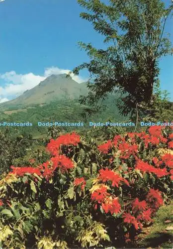 D245930 Martinique Saint Pierre Felix Rosenrosette