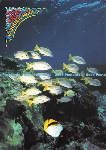 D245936 North Queensland The Great Barrier Reef A School of Reef Fish Peer R und