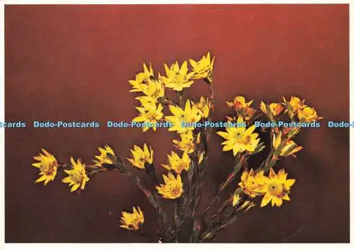 D243599 Leucadendron Stelligerum Male Protea Colour Prints Ltd
