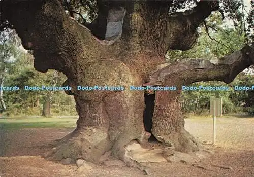 D244406 Sherwood Forest The Major Oak A W Bourne