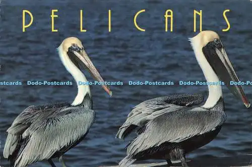 D246805 Pelicans Sun Coast Postkarten Alan Schein