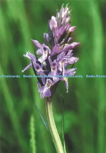 D248848 Southern Marsh Orchid Wildfowl and Wetlands Trust Martin Senior
