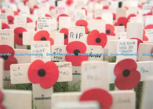 D241795 White Crosses Royal British Legion