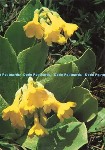 D249536 Primula Auricula Platenigl Petergstamm Dr A Defner