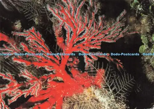 D242423 North Queensland The Great Barrier Reef Gorgonia and Stinging Coral Peer