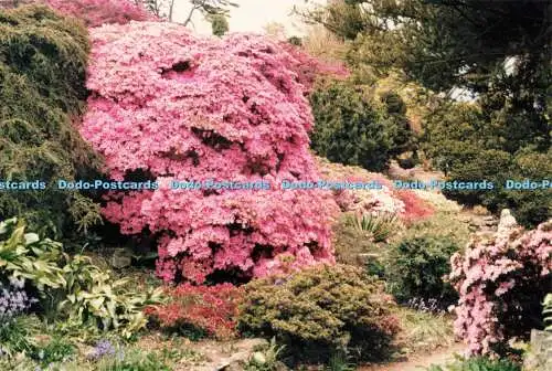 D247903 Blumengarten Sonderservice von Royal Mail 1995
