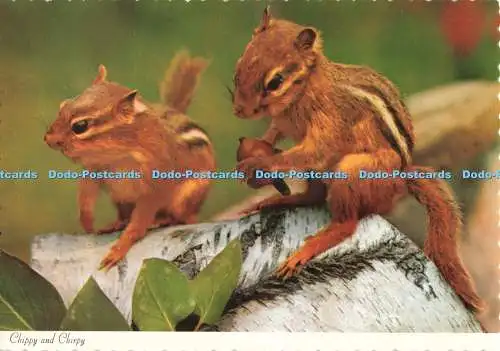 D250832 Chippy und Chirpy Ein Paar Chipmunks Dexter Supreme