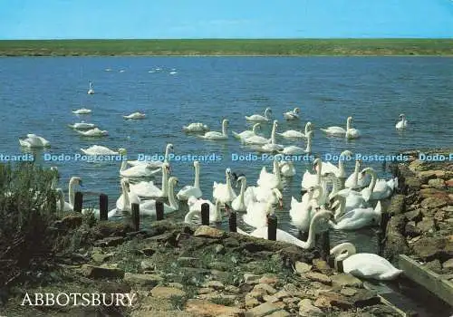 D251125 Abbotsbury The Swannery J Salmon Ltd Cameracolour 1996