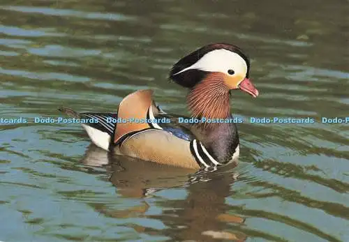 D251307 Balzanzeige Mandarin Drake im Wildfowl Trust J Arthur Dixon Lt