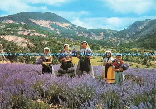 D251619 Provence Cote Mediterraneenne La Cueillette de la Lavande S E P T