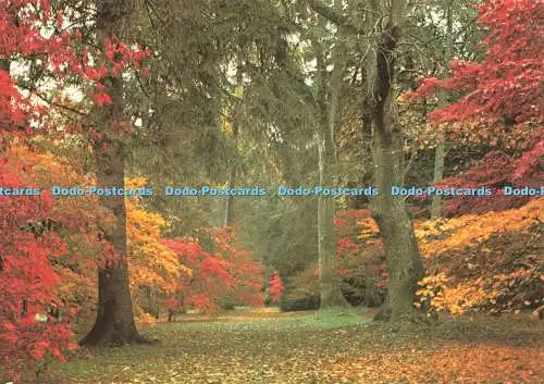 D251820 Glos Tetbury Westonbirt Arboretum The Old Acer Glade Crown J Arthur Dixo