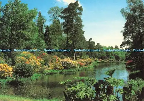 D252394 Leonardslee Gardens One of the Seven Lakes J Salmon