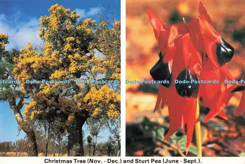 D252913 Weihnachtsbaum und Sturt Erbse Wildblumen Western Australia A Rolsh Pr