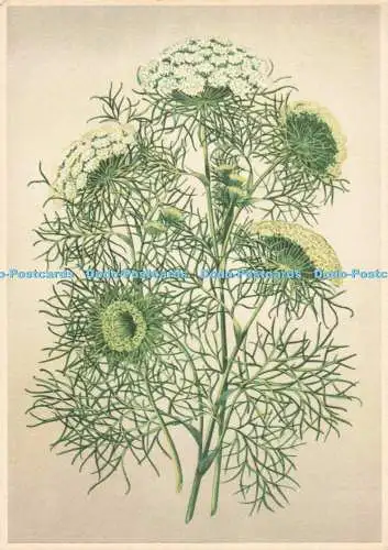 D254441 Ammi Visnaga Lam Dr Willmar Schwabe