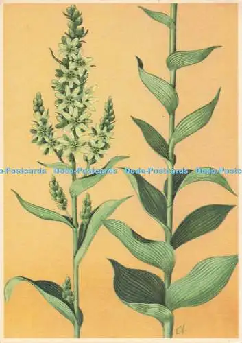 D254442 Veratrum Album L Dr Willmar Schwabe