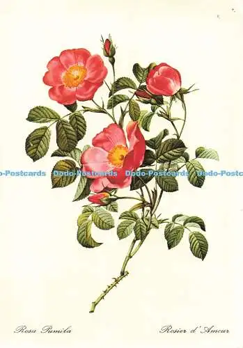 D259501 Rosa Pumila Voldemar Klein Dr Rudolf Georgi