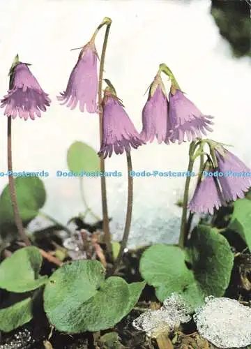 D254658 Alpine Soldanella Pinguin Dr. Wendelberger Die Alpen in Blüte