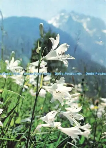 D254724 Paradieslilie Dr. Wendelberger Die blühenden Alpen Pinguin Dr. H. Reisigl