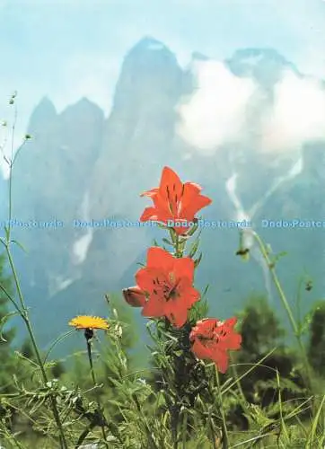 D259682 Orangenlilie Die Alpen in Blüte Blumenthal Pinguin 1986
