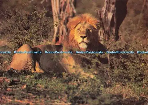 D255011 Südafrika Löwe Kunstverlag Nigel Chapman