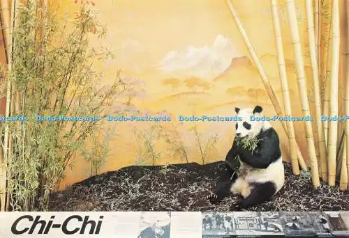 D262999 Chi Chi Giant Panda British Museum Natural History