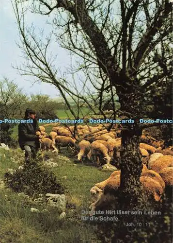 D255649 Sheep Deriaz Baulmes