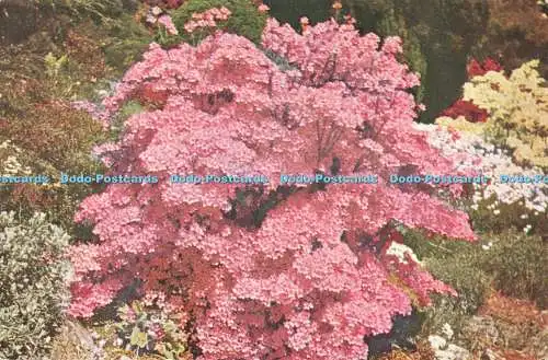 D263100 Sussex Azalea Hino Mayo im Steingarten