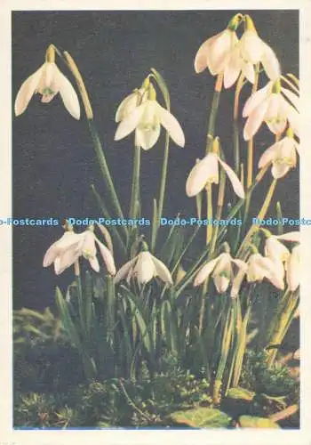 D255731 Blumen