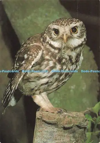 D255886 Kleine Eule J Arthur Dixon Aquila