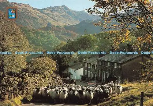 D263374 Borrowdale Driving Sheep Sanderson and Dixon