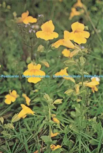 D256010 Monkeyflower British Museum Natural History G A Matthews