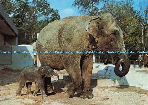 D261003 Zoologischer Gartner Hannover Indischer Elefant H Vontobel