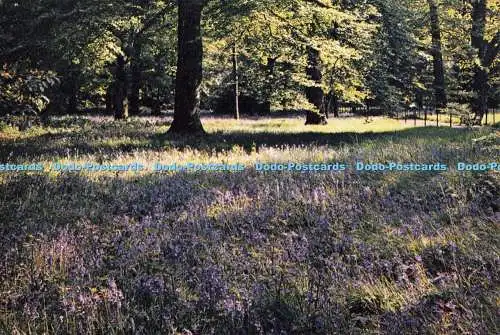 D263638 Kew Royal Botanic Gardens Blue Bells J Arthur Dixon