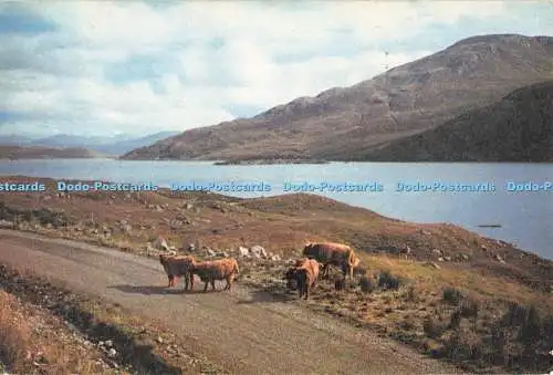 D258455 Inverness Shire Highland Cattle at Loch Quoich J Arthur Dixon Woolverton