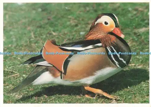 D256252 Mandarin A Whittaker