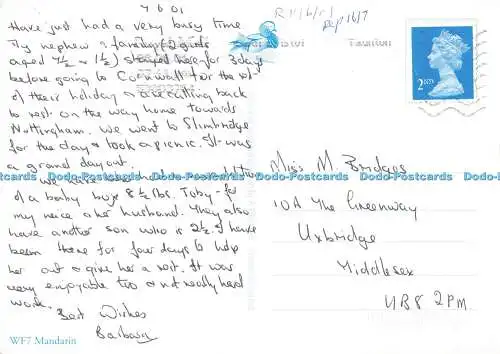 D256252 Mandarin A Whittaker