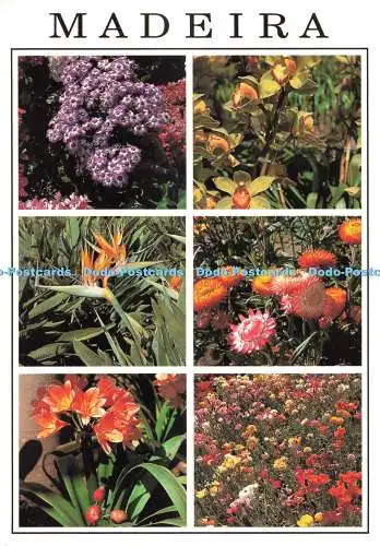 D259389 Madeira Blumen Blumen Francisco Ribeiro Multi View 2011