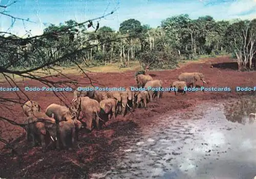 D282924 African Wild Life Elephants Sapra Studio