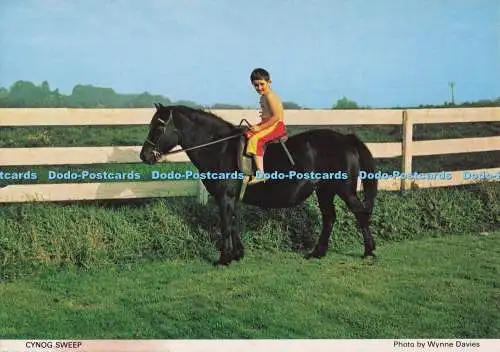 D277882 Cynog Sweep Welsh Pony and Cob Society Richter Wynne Davies