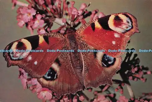 D279798 Peacock J Arthur Dixon George E Hyde