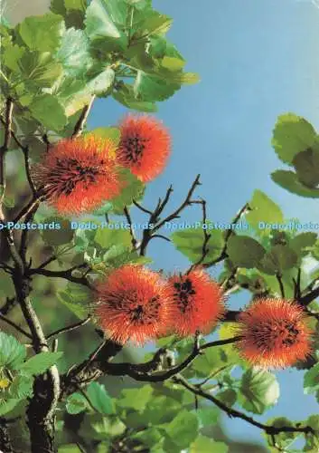D283958 Natal Greyia Sutherland The Sapindaceae or South African Bottlebrush Art
