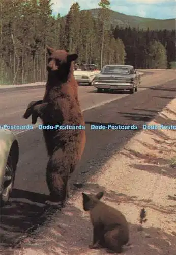 D278981 Yellowstone National Park Brown Bear and Cub Hamilton Stores H S Crocker