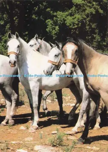D278988 Lipica Nova Gorica